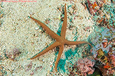 sea star